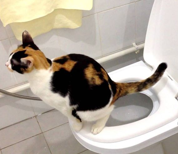 Citi Kitty Kedi Tuvalet Eğitim Seti - fotoğraf 2